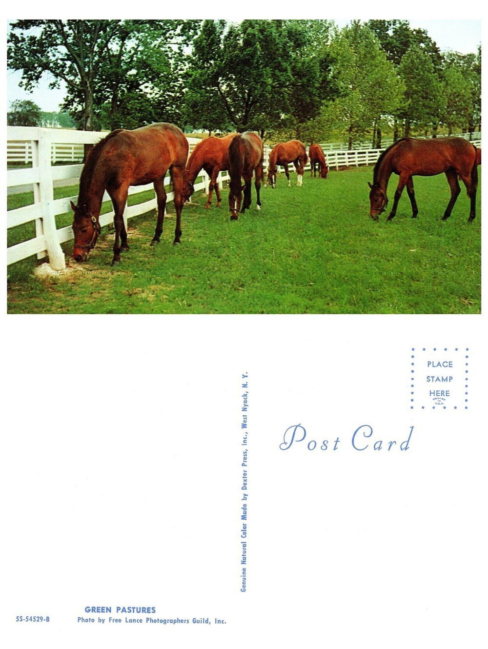 Vintage Postcard New England Green Pastures Grazing Horses Farm Scene Old Stock